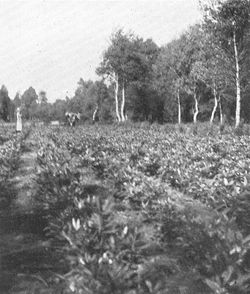 Langesø-Plantage---rhododen